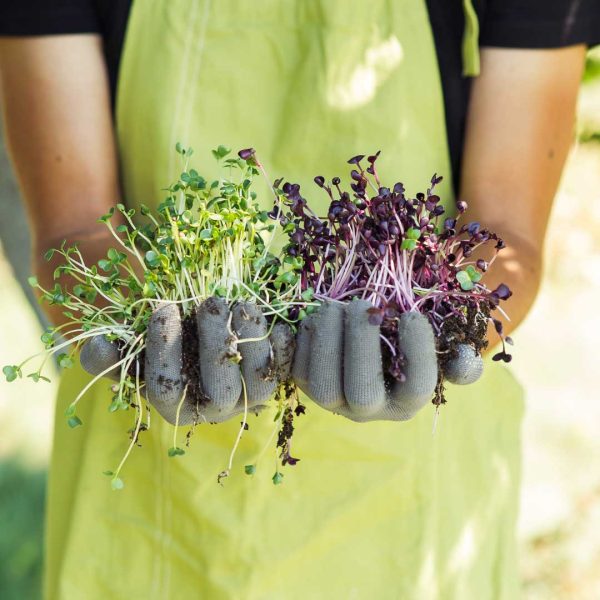 Microgreen-subscription-Houston